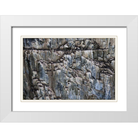 Norway, Svalbard Alkefjellet cliff bird colony White Modern Wood Framed Art Print with Double Matting by Young, Bill