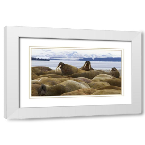 Norway, Svalbard, Torellneset Walruses resting White Modern Wood Framed Art Print with Double Matting by Young, Bill