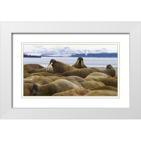 Norway, Svalbard, Torellneset Walruses resting White Modern Wood Framed Art Print with Double Matting by Young, Bill