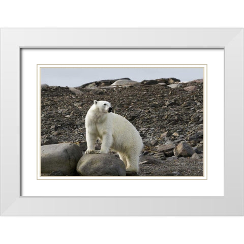 Norway, Svalbard Polar bear on rocky ground White Modern Wood Framed Art Print with Double Matting by Young, Bill