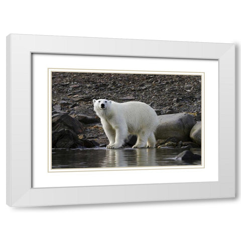 Norway, Svalbard Polar bear next to water White Modern Wood Framed Art Print with Double Matting by Young, Bill