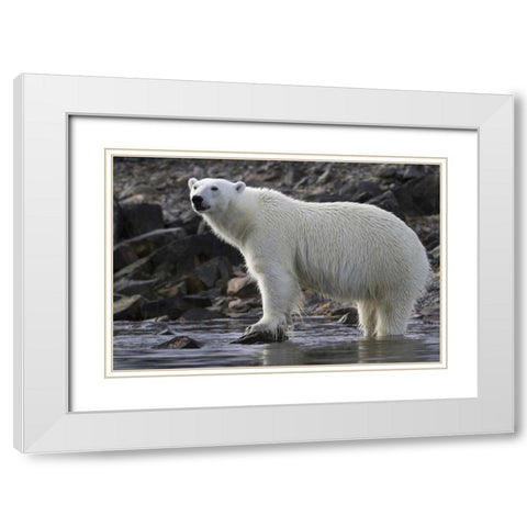 Norway, Svalbard Polar bear standing in water White Modern Wood Framed Art Print with Double Matting by Young, Bill