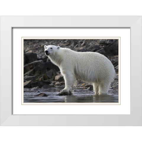 Norway, Svalbard Polar bear standing in water White Modern Wood Framed Art Print with Double Matting by Young, Bill