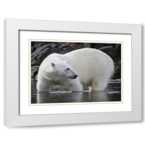 Norway, Svalbard Polar bear standing in water White Modern Wood Framed Art Print with Double Matting by Young, Bill