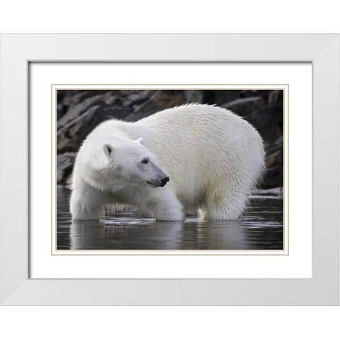 Norway, Svalbard Polar bear standing in water White Modern Wood Framed Art Print with Double Matting by Young, Bill