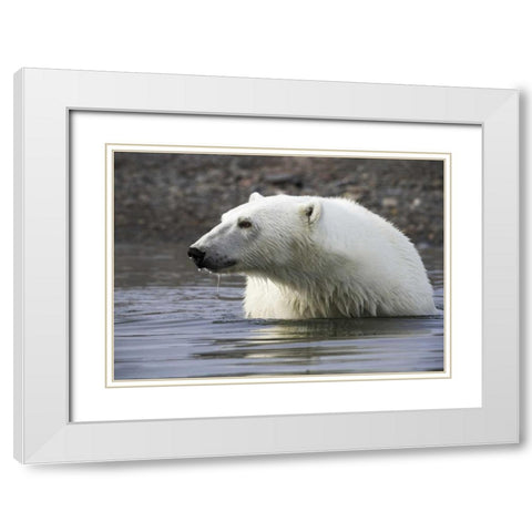 Norway, Svalbard Polar bear standing in water White Modern Wood Framed Art Print with Double Matting by Young, Bill