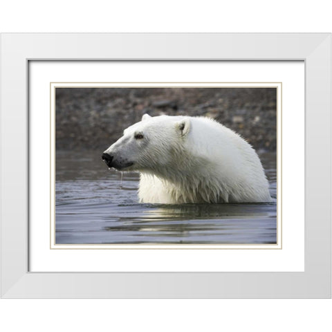 Norway, Svalbard Polar bear standing in water White Modern Wood Framed Art Print with Double Matting by Young, Bill