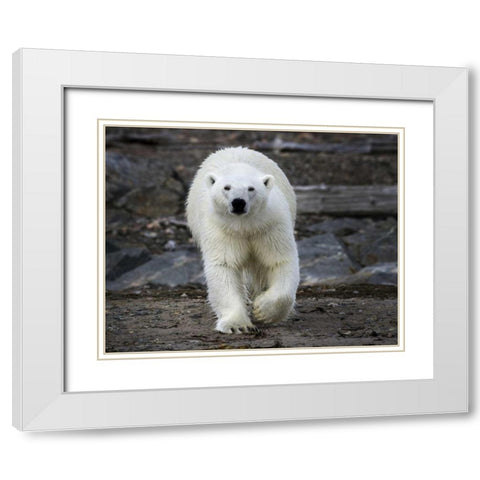 Norway, Svalbard Polar bear on rocky ground White Modern Wood Framed Art Print with Double Matting by Young, Bill