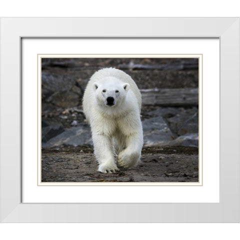Norway, Svalbard Polar bear on rocky ground White Modern Wood Framed Art Print with Double Matting by Young, Bill