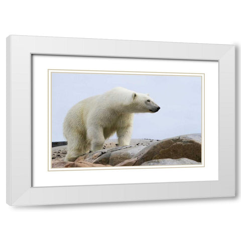 Norway, Svalbard Polar bear on rocky ground White Modern Wood Framed Art Print with Double Matting by Young, Bill