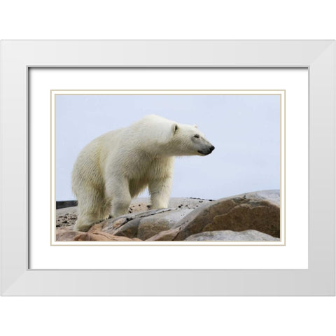 Norway, Svalbard Polar bear on rocky ground White Modern Wood Framed Art Print with Double Matting by Young, Bill