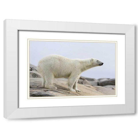 Norway, Svalbard Polar bear standing White Modern Wood Framed Art Print with Double Matting by Young, Bill