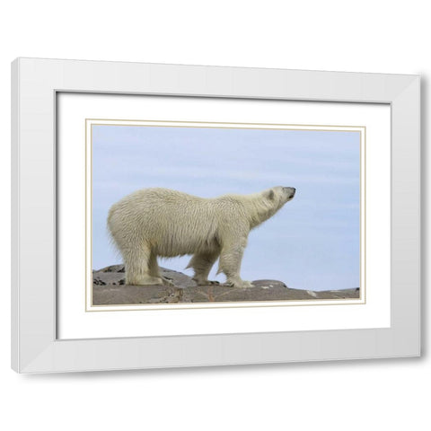 Norway, Svalbard Polar bear sniffing the air White Modern Wood Framed Art Print with Double Matting by Young, Bill