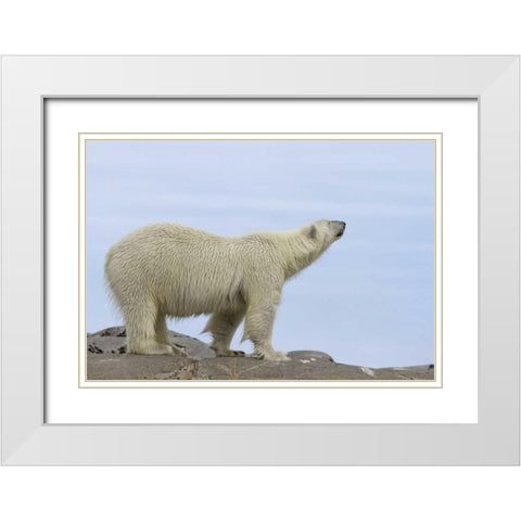 Norway, Svalbard Polar bear sniffing the air White Modern Wood Framed Art Print with Double Matting by Young, Bill