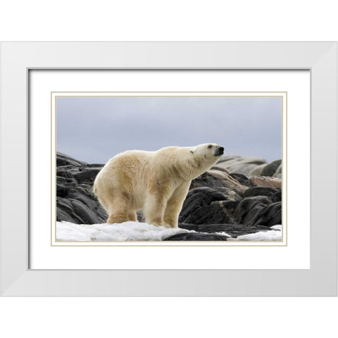 Norway, Svalbard Polar bear on snow White Modern Wood Framed Art Print with Double Matting by Young, Bill