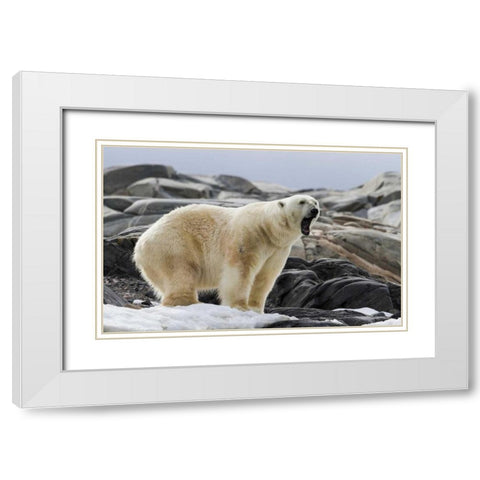 Norway, Svalbard Polar bear yawning White Modern Wood Framed Art Print with Double Matting by Young, Bill