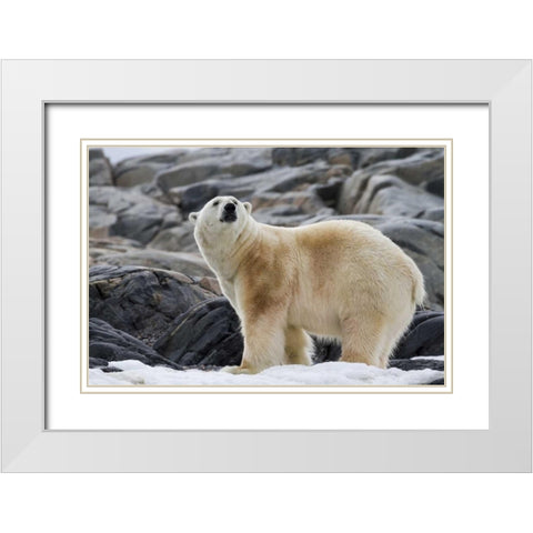 Norway, Svalbard Polar bear on snow White Modern Wood Framed Art Print with Double Matting by Young, Bill