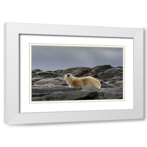 Norway, Svalbard Polar bear on rocky ground White Modern Wood Framed Art Print with Double Matting by Young, Bill