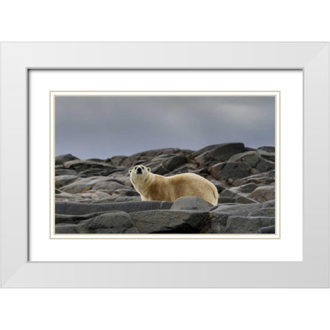 Norway, Svalbard Polar bear on rocky ground White Modern Wood Framed Art Print with Double Matting by Young, Bill
