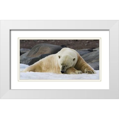 Norway, Svalbard Polar bear sleeping on snow White Modern Wood Framed Art Print with Double Matting by Young, Bill