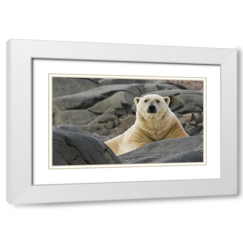 Norway, Svalbard Polar bear on rocky ground White Modern Wood Framed Art Print with Double Matting by Young, Bill
