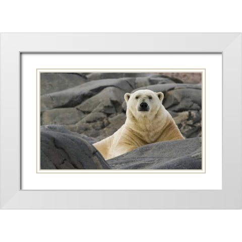 Norway, Svalbard Polar bear on rocky ground White Modern Wood Framed Art Print with Double Matting by Young, Bill