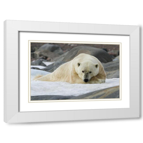 Norway, Svalbard Polar bear lying on snow White Modern Wood Framed Art Print with Double Matting by Young, Bill