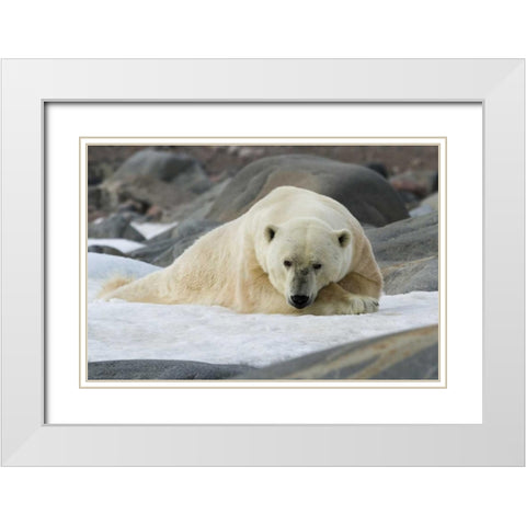Norway, Svalbard Polar bear lying on snow White Modern Wood Framed Art Print with Double Matting by Young, Bill