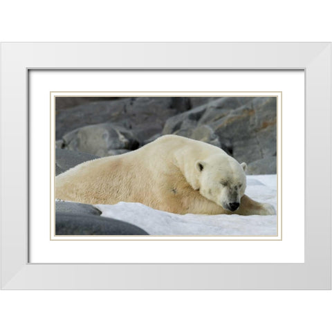 Norway, Svalbard Polar bear sleeping on snow White Modern Wood Framed Art Print with Double Matting by Young, Bill