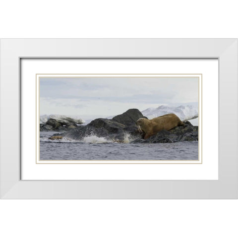 Norway, Svalbard Walruses moving into the water White Modern Wood Framed Art Print with Double Matting by Young, Bill
