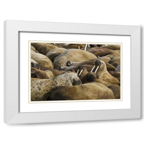 Norway, Svalbard, Torellneset Walruses resting White Modern Wood Framed Art Print with Double Matting by Young, Bill