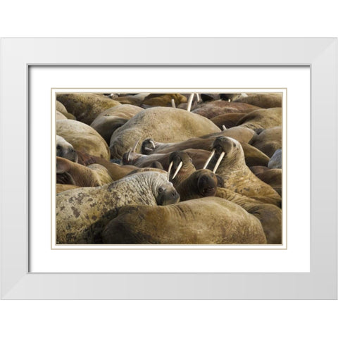 Norway, Svalbard, Torellneset Walruses resting White Modern Wood Framed Art Print with Double Matting by Young, Bill