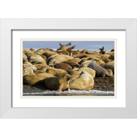 Norway, Svalbard, Torellneset Walruses resting White Modern Wood Framed Art Print with Double Matting by Young, Bill