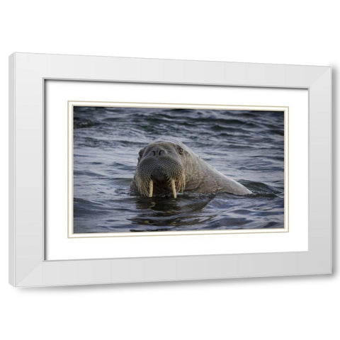Norway, Svalbard Walrus looking at the camera White Modern Wood Framed Art Print with Double Matting by Young, Bill