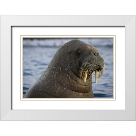 Norway, Svalbard Close-up of walrus in the water White Modern Wood Framed Art Print with Double Matting by Young, Bill