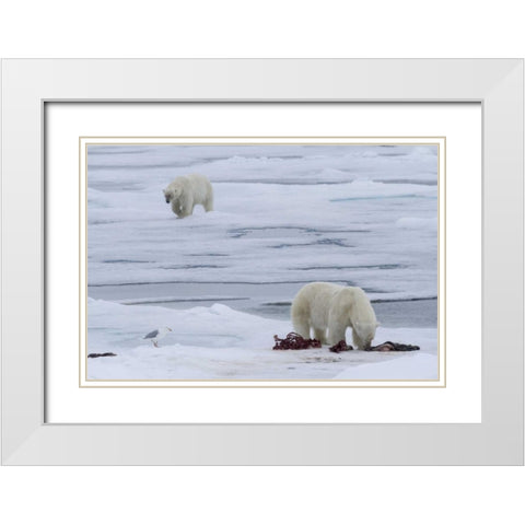 Norway, Svalbard Polar bears and seal carcass White Modern Wood Framed Art Print with Double Matting by Young, Bill