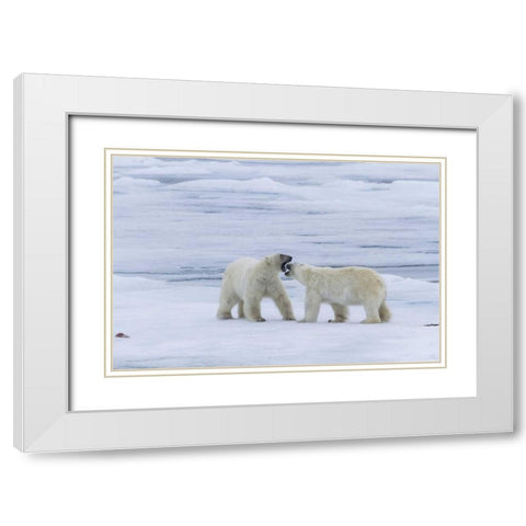 Norway, Svalbard Two polar bears on sea ice White Modern Wood Framed Art Print with Double Matting by Young, Bill