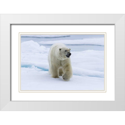 Norway, Svalbard Polar bear walking on snow White Modern Wood Framed Art Print with Double Matting by Young, Bill
