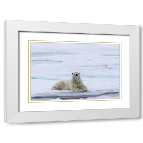 Norway, Svalbard Polar bear lying on snow White Modern Wood Framed Art Print with Double Matting by Young, Bill