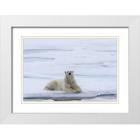 Norway, Svalbard Polar bear lying on snow White Modern Wood Framed Art Print with Double Matting by Young, Bill