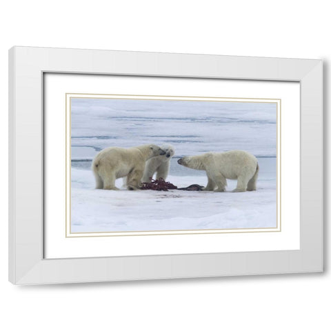Norway, Svalbard Three polar bears greeting each White Modern Wood Framed Art Print with Double Matting by Young, Bill