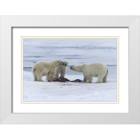 Norway, Svalbard Three polar bears greeting each White Modern Wood Framed Art Print with Double Matting by Young, Bill