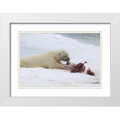 Norway, Svalbard Polar bear eating seal carcass White Modern Wood Framed Art Print with Double Matting by Young, Bill