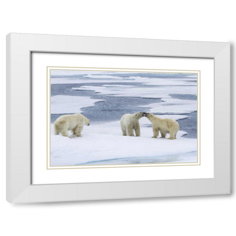 Norway, Svalbard Two polar bears on sea ice White Modern Wood Framed Art Print with Double Matting by Young, Bill