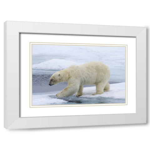 Norway, Svalbard Polar bear on sea ice White Modern Wood Framed Art Print with Double Matting by Young, Bill