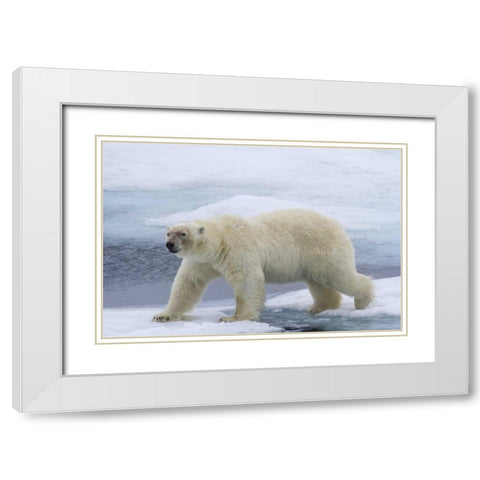 Norway, Svalbard Polar bear on sea ice White Modern Wood Framed Art Print with Double Matting by Young, Bill