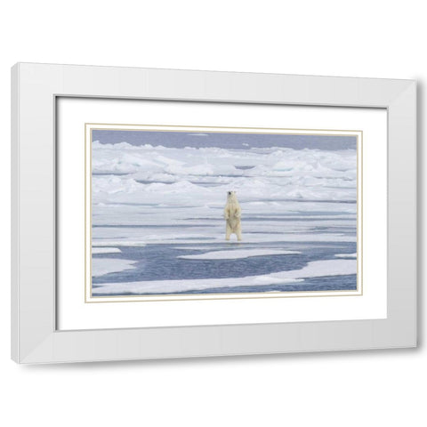 Norway, Svalbard Polar bear on sea ice White Modern Wood Framed Art Print with Double Matting by Young, Bill