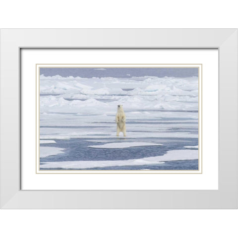Norway, Svalbard Polar bear on sea ice White Modern Wood Framed Art Print with Double Matting by Young, Bill
