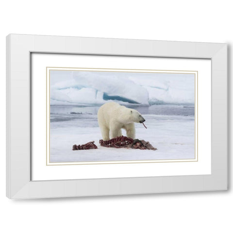 Norway, Svalbard Polar bear eating seal carcass White Modern Wood Framed Art Print with Double Matting by Young, Bill