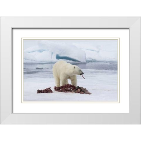 Norway, Svalbard Polar bear eating seal carcass White Modern Wood Framed Art Print with Double Matting by Young, Bill